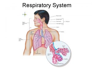 Respiratory System Respiratory Tract Conducting passageways carrying air