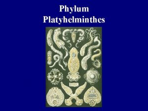 Phylum Platyhelminthes Overview Readings Platyhelminthes Chapter 13 Introduction