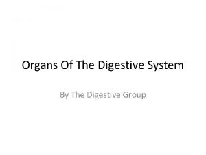 Organs Of The Digestive System By The Digestive