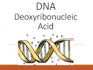 DNA Deoxyribonucleic Acid Identifying the Genetic Material 1