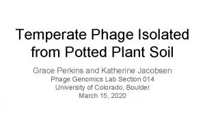 Temperate Phage Isolated from Potted Plant Soil Grace