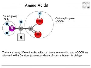 Amino Acids Amine group NH 2 Carboxylic group