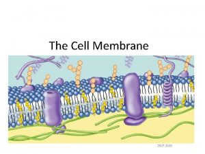 The Cell Membrane 2007 2008 Phospholipids Phosphate head