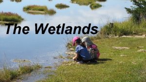 The Wetlands What is a Wetland What kind