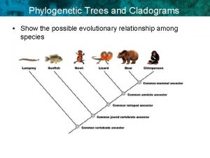 Phylogenetic Trees and Cladograms Show the possible evolutionary