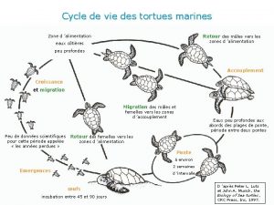 Cycle de vie des tortues marines Retour des