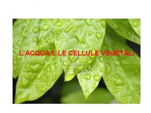 LACQUA E LE CELLULE VEGETALI Importanza dellacqua per