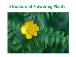 Structure of Flowering Plants Xylem Water and mineral