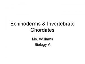 Echinoderms Invertebrate Chordates Ms Williams Biology A ECHINODERMS