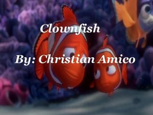 Clownfish ts By Christian Amico Classification A clownfish