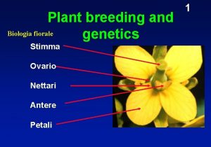 Plant breeding and Biologia fiorale genetics Stimma Ovario