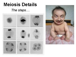 Meiosis Details The steps Introduction Many steps of