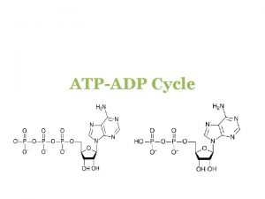 ATPADP Cycle But first Autotrophs Make their own
