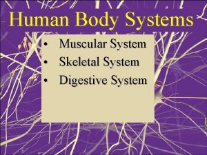 Human Body Systems Muscular System Skeletal System Digestive