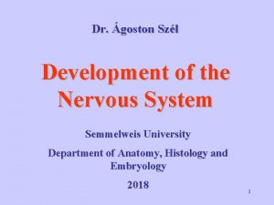 Dr goston Szl Development of the Nervous System