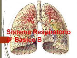 Sistema Respiratorio 5 Bsico B ESQUEMA APARATO RESPIRATORIO