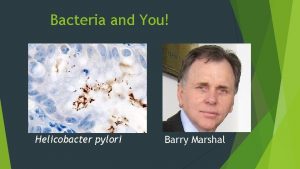 Bacteria and You Helicobacter pylori Barry Marshal Last