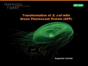 Transformation of E coli with Green Fluorescent Protein