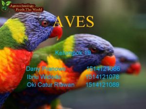 AVES Kelompok 19 Dany Pranowo Ibnu Widodo Oki