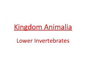 Kingdom Animalia Lower Invertebrates Characteristics eukaryotic multicellular heterotrophic