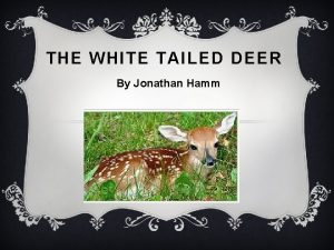 THE WHITE TAILED DEER By Jonathan Hamm DESCRIPTION