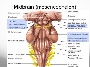 Midbrain mesencephalon Cerebellum Subconscious skeletal muscle mvmt Equilibrium