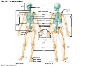 Figure 8 1 The human skeleton Cranium Skull