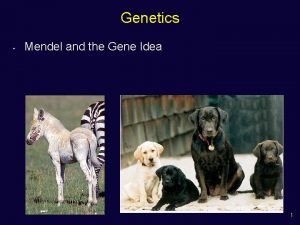 Genetics Mendel and the Gene Idea 1 Heredity