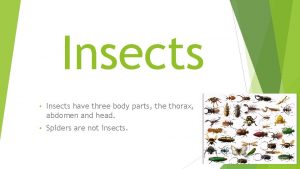 Insects Insects have three body parts the thorax