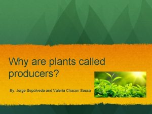 Why are plants called producers By Jorge Seplveda
