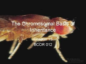 The Chromosomal Basis of Inheritance Chapter 15 BCOR