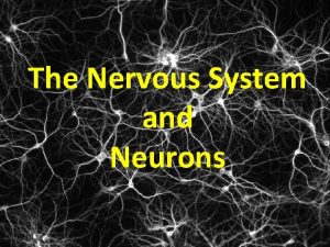 The Nervous System and Neurons Nervous System Network