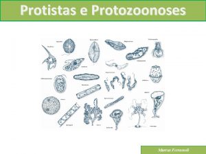 Protistas e Protozoonoses Marcus Ferrassoli Protistas e Protozoonoses