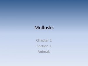 Mollusks Chapter 2 Section 1 Animals What are