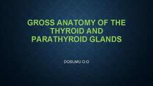 GROSS ANATOMY OF THE THYROID AND PARATHYROID GLANDS