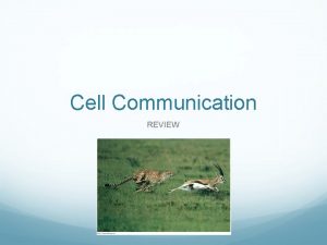 Cell Communication REVIEW Cell Signaling cells communicate by