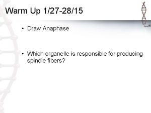 Warm Up 127 2815 Draw Anaphase Which organelle