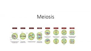 Meiosis Meiosis The process in which the number