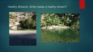 Healthy Streams What makes a healthy stream Scientists