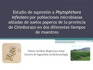 Estudio de supresin a Phytophthora infestans por poblaciones
