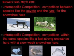 Bellwork Mon May 9 2016 Interspecific Competition competition