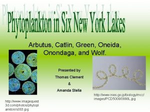 Arbutus Catlin Green Oneida Onondaga and Wolf Presented