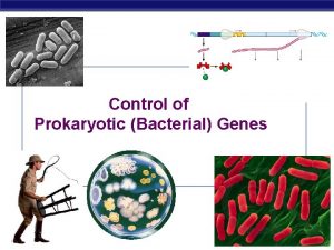 Control of Prokaryotic Bacterial Genes AP Biology 2007