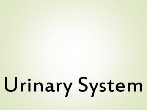 Urinary System Urinary System Functions Removal of Nitrogenous