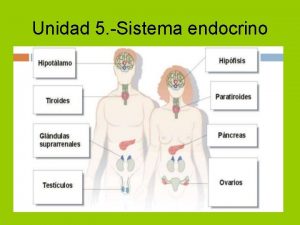 Unidad 5 Sistema endocrino 1 Coordinacin hormonal Sistema