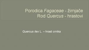 Porodica Fagaceae irnjae Rod Quercus hrastovi Quercus ilex