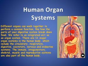 Human Organ Systems Different organs can work together