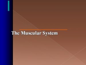 The Muscular System The Muscular System Muscles are