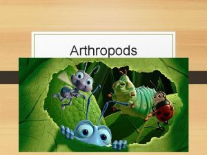Arthropods General Characteristics Day 1 General Characteristics Insects