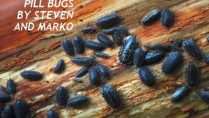 PILL BUGS BY STEVEN AND MARKO Write up